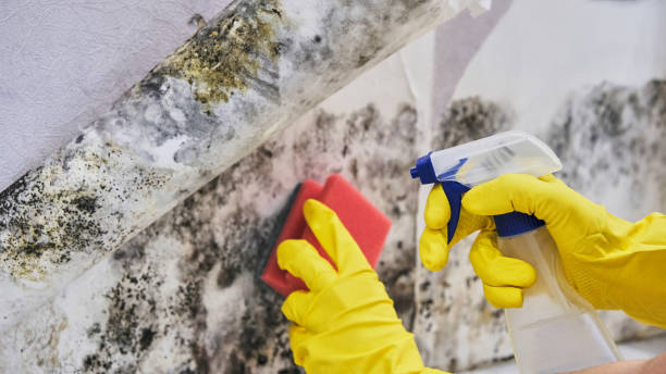 Professional Mold Remediation in Minot, ND